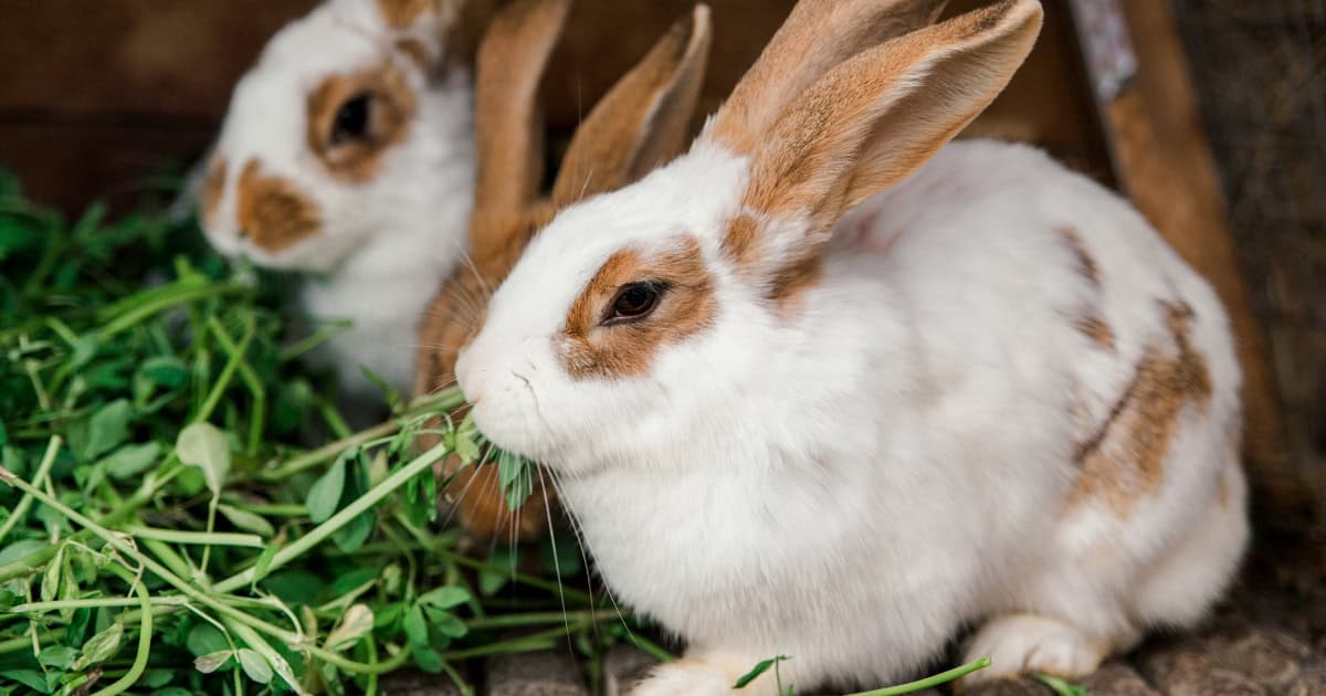 Pet rabbits in a hutch eating grass