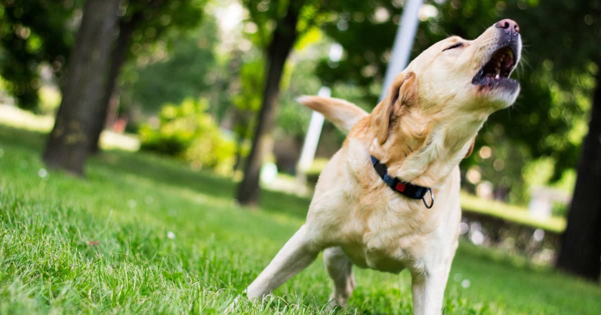 Practical Steps To Stop Dogs From Barking