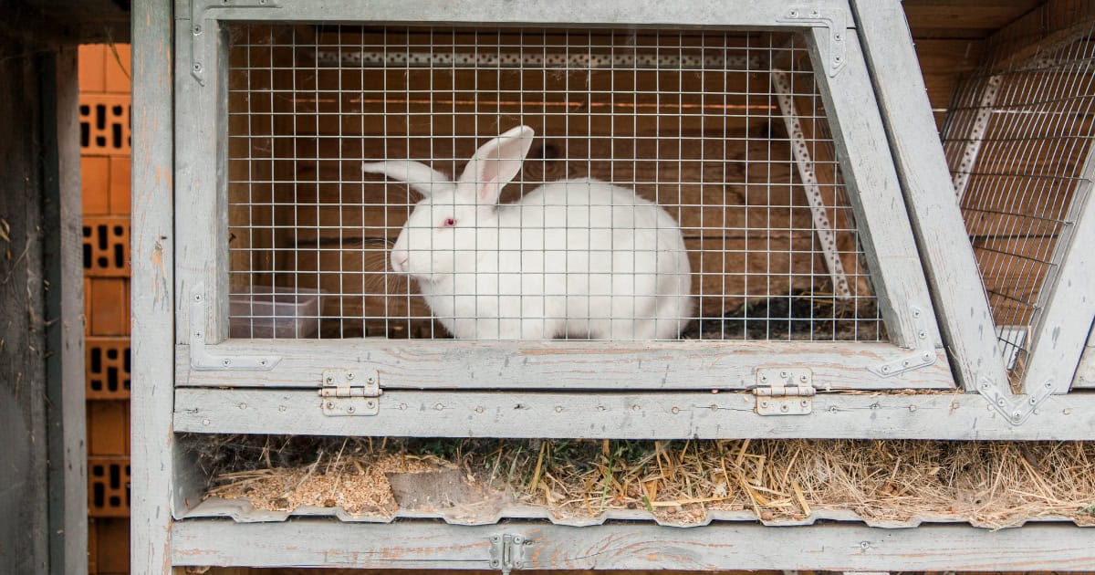 White rabbit in an outdoor hutch
