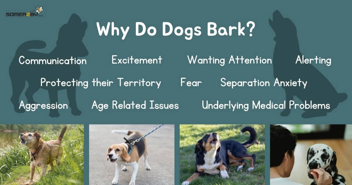 Why Do Dogs Bark infographic
