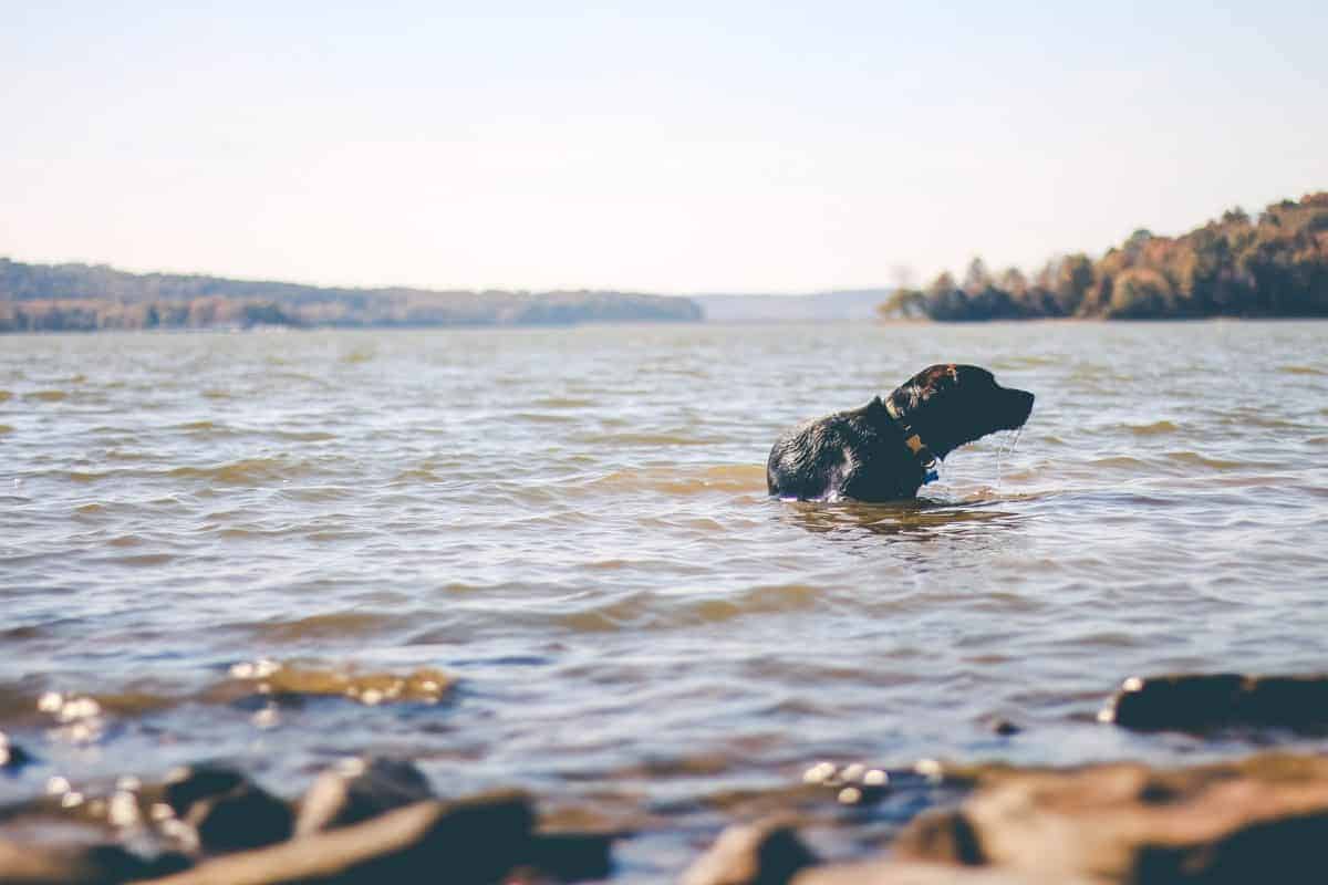 Dog swimming in a lake