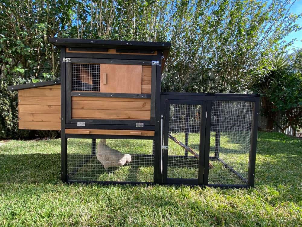 Bungalow Chicken Coop with Chicken