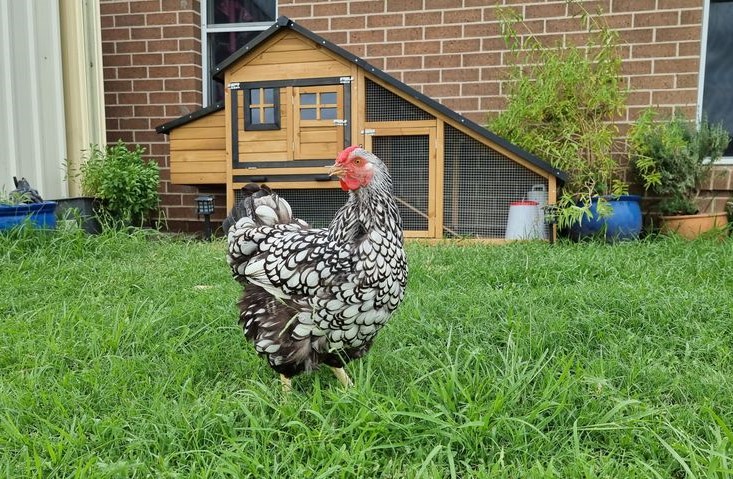 Customer Photo - Chalet Chicken Coop