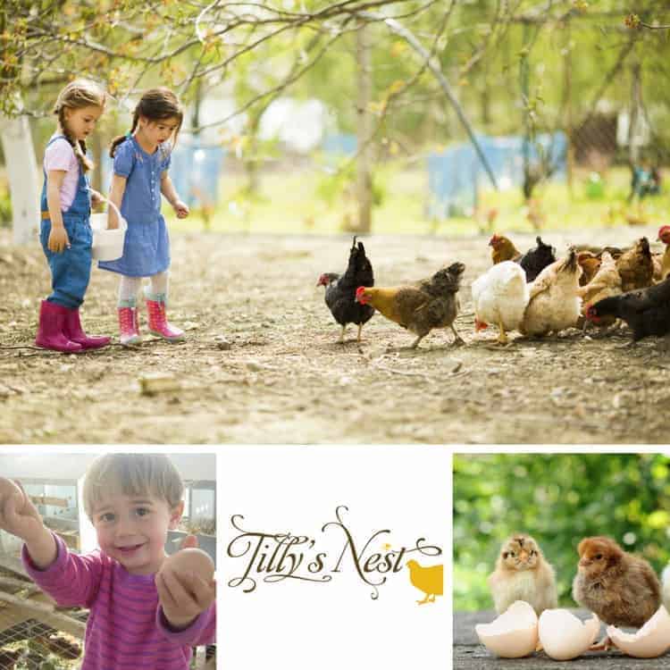 Finding Hope in Feathers 