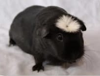 American crested guinea pig american crested guinea pig