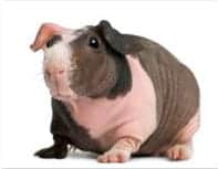 baldwin guinea pig baldwin guinea pig