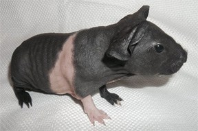 hairless skinny hairless skinny