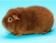 rex guinea pig rex guinea pig