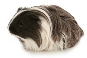 Silkie normal Silkie normal