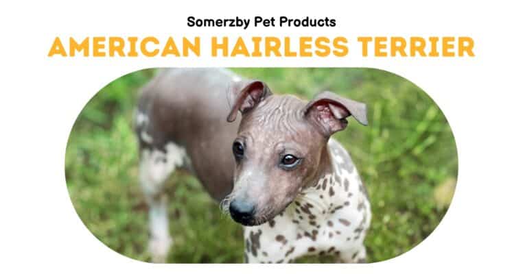 American Hairless Terrier