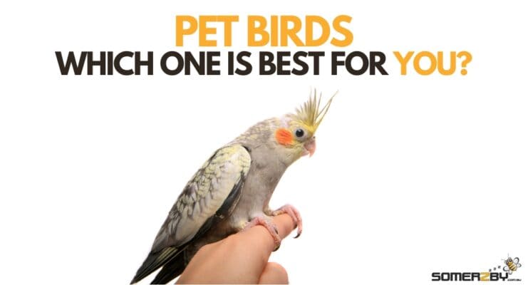 Bird Cages for Sale – Practical Tips for Buying the Right One