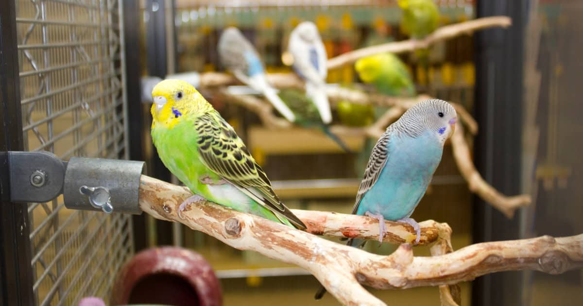 Budgies