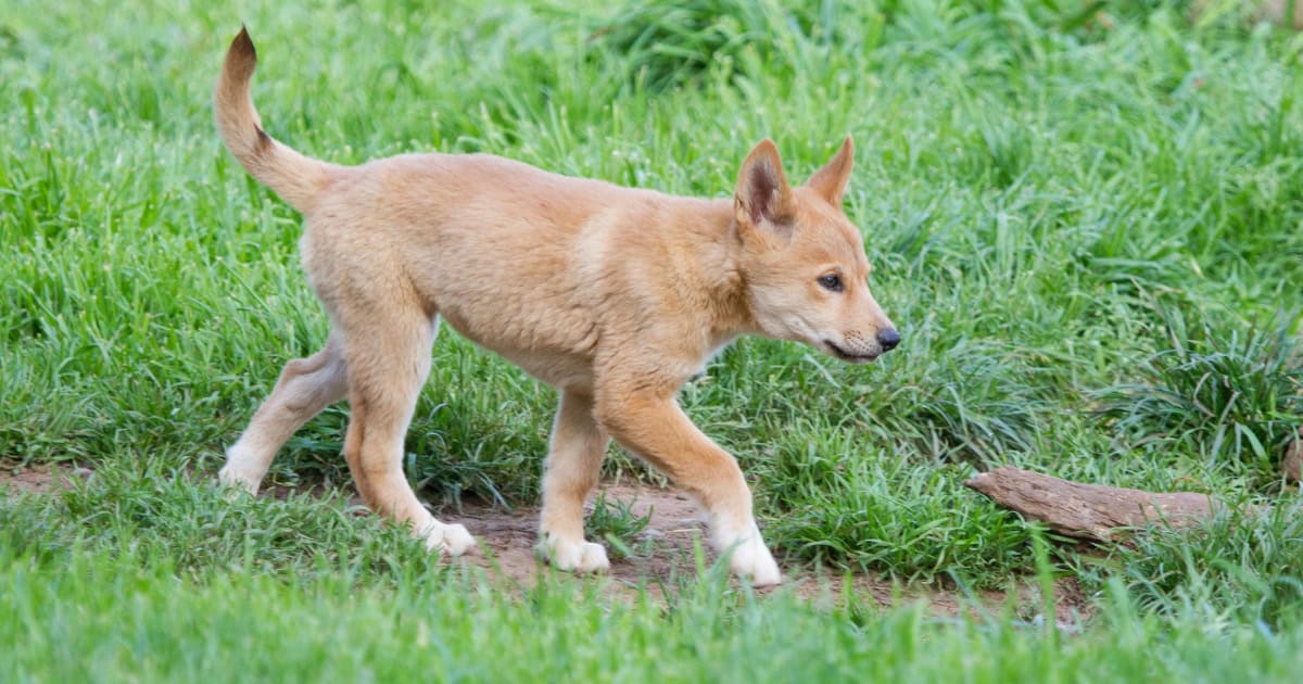 Dingo puppy