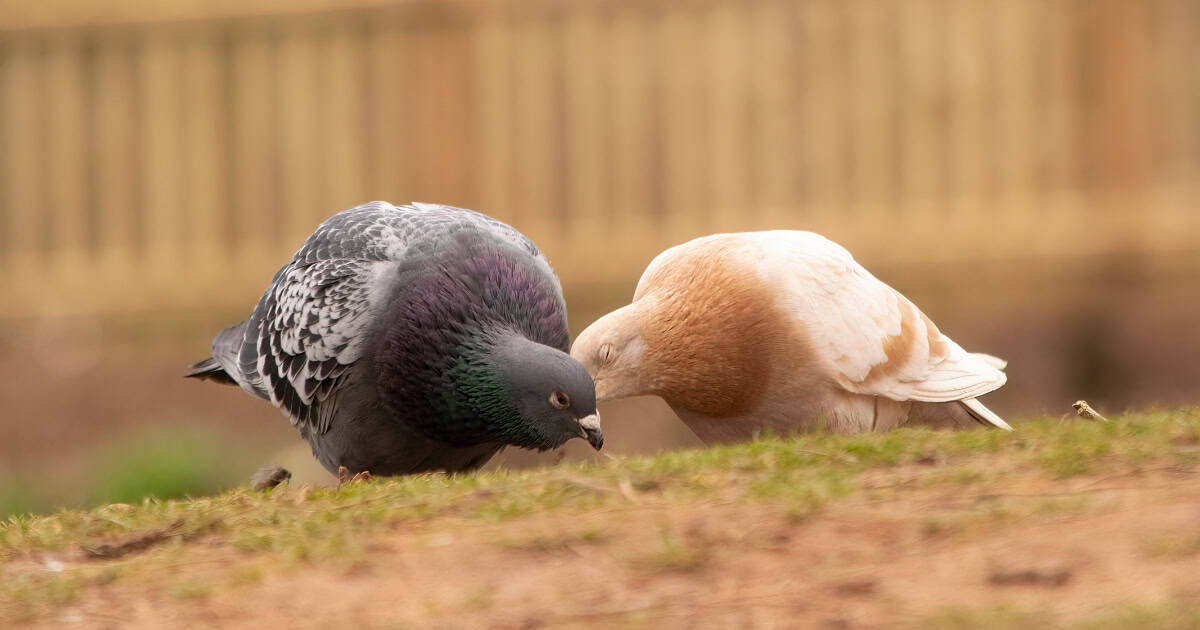 Dove and Pigeon