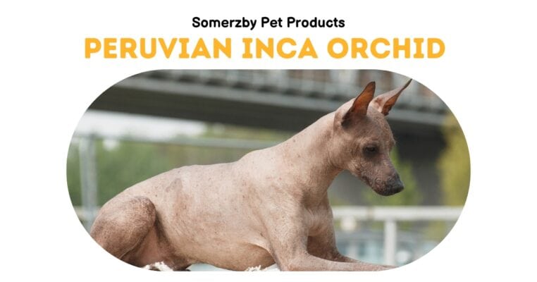 Peruvian Inca Orchid Peruvian Hairless Dog