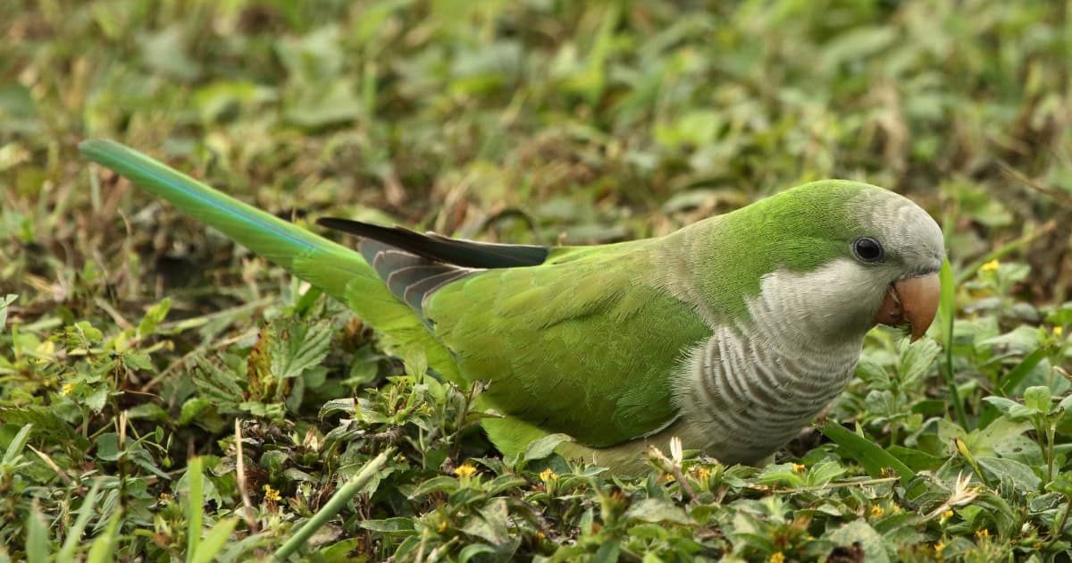 Quaker parrot