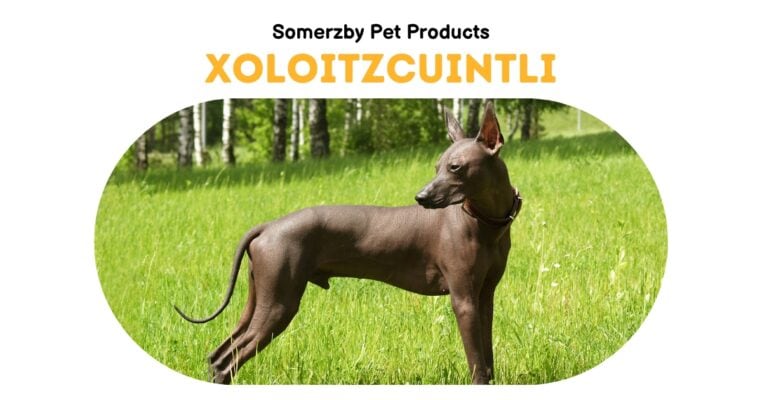 Xoloitzcuintli Mexican Hairless Dog