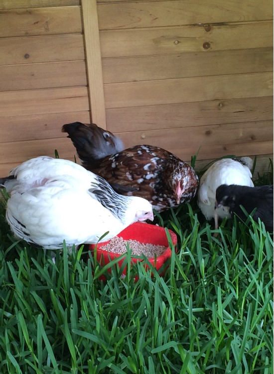 Chickens need a certain amount of space to develop as healthy normal chickens