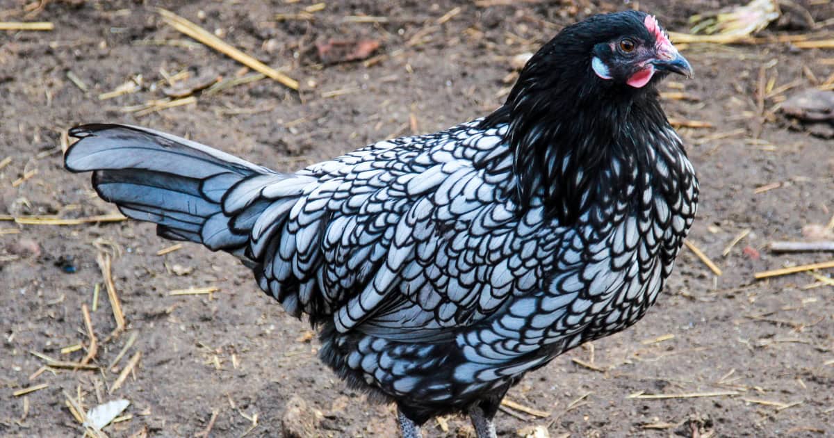 Ancona Chicken Breed