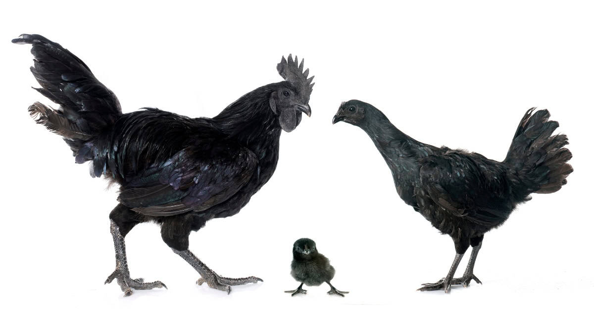 Ayam Cemani Black chicken breed