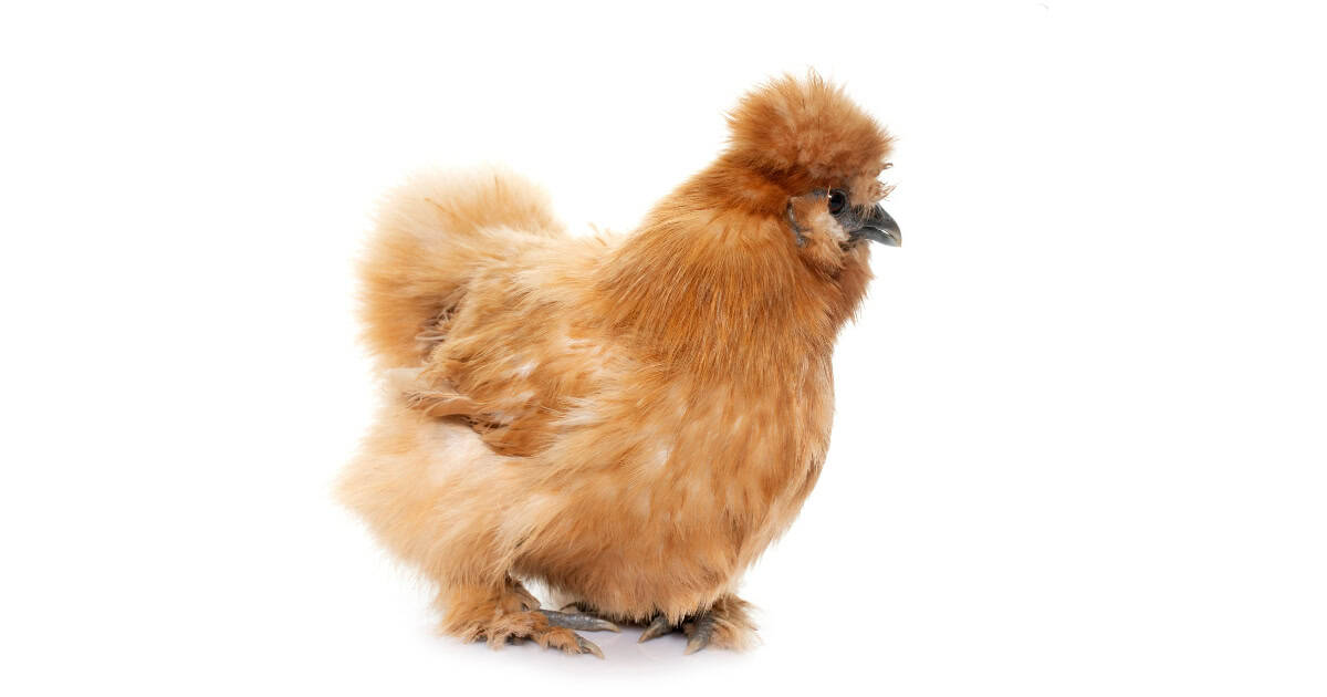 Baby Silkies Australia