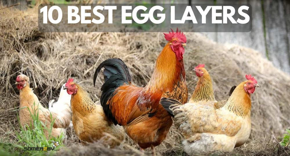 Best 10 Egg Laying Chicken Breeds