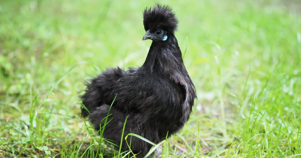 Black Silkie Chicken breed Black Silkie Chicken breed