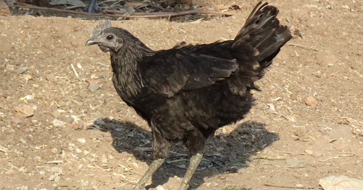 Kadaknath Black Chicken Breed