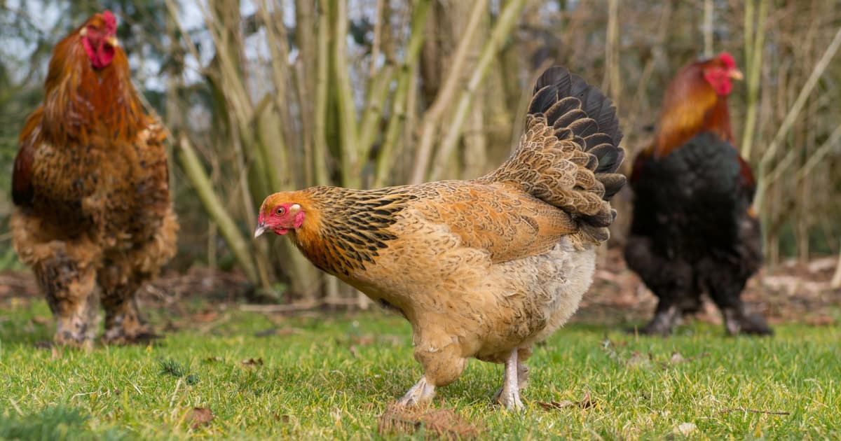 Large Brown Brahma Chicken