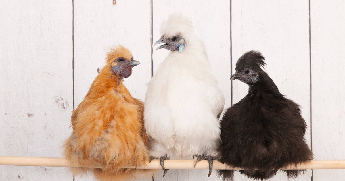 Silkie Chicken Breed Colours