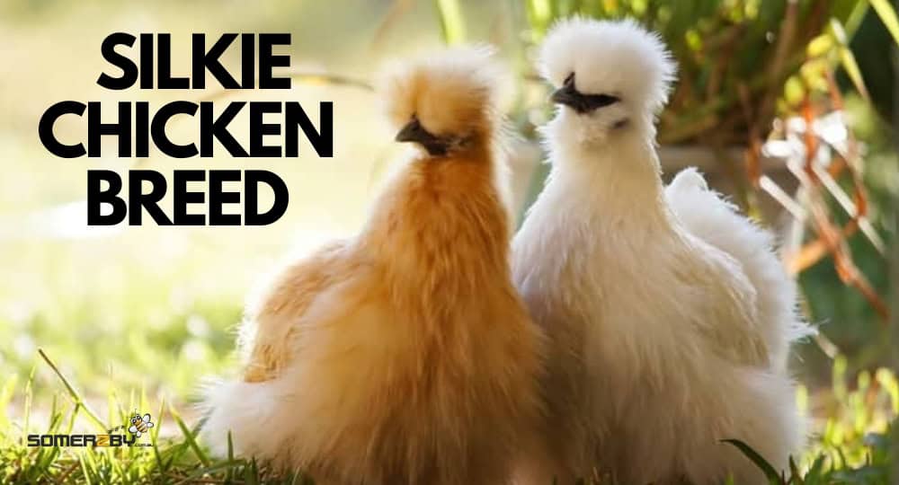 Silkie Chicken Breed
