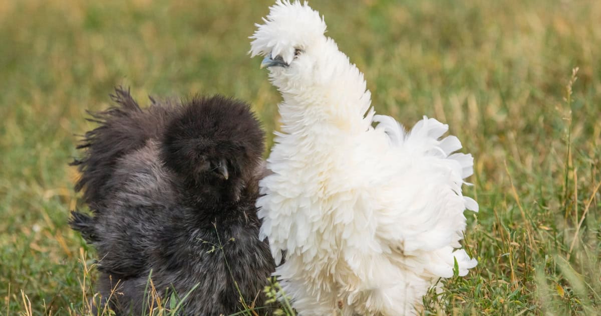 Silkie chicken appearance Silkie chicken appearance