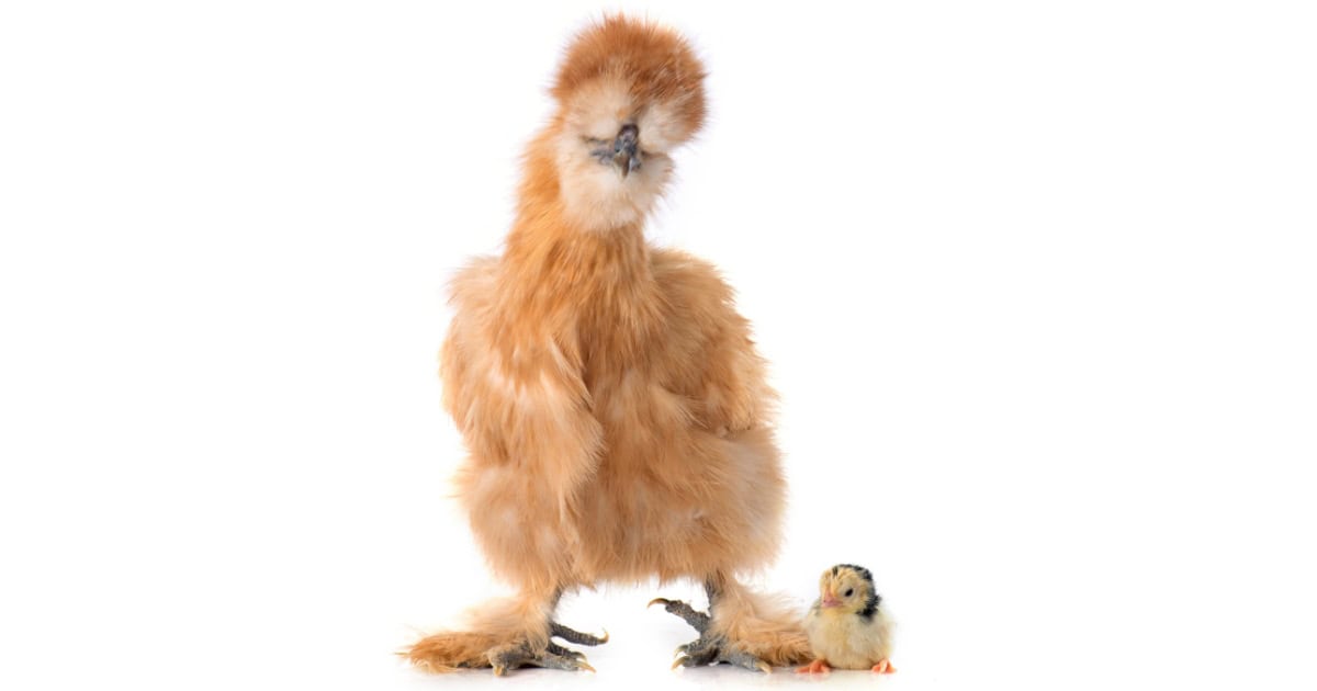 Silkies are classified as an Asiatic Breed Silkies are classified as an Asiatic Breed