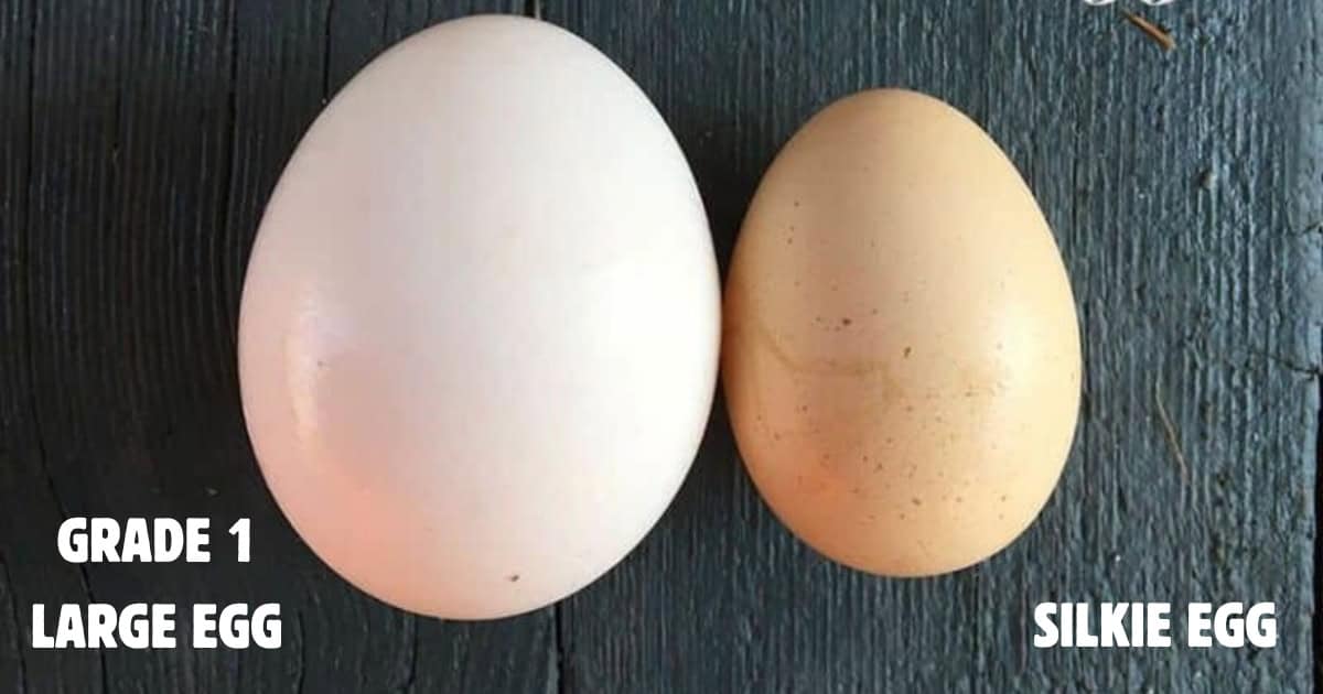 Small Traditional Silkie Eggs Small Traditional Silkie Eggs