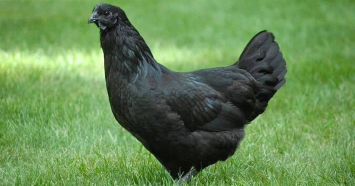 Svart Hona Black Chicken Breed