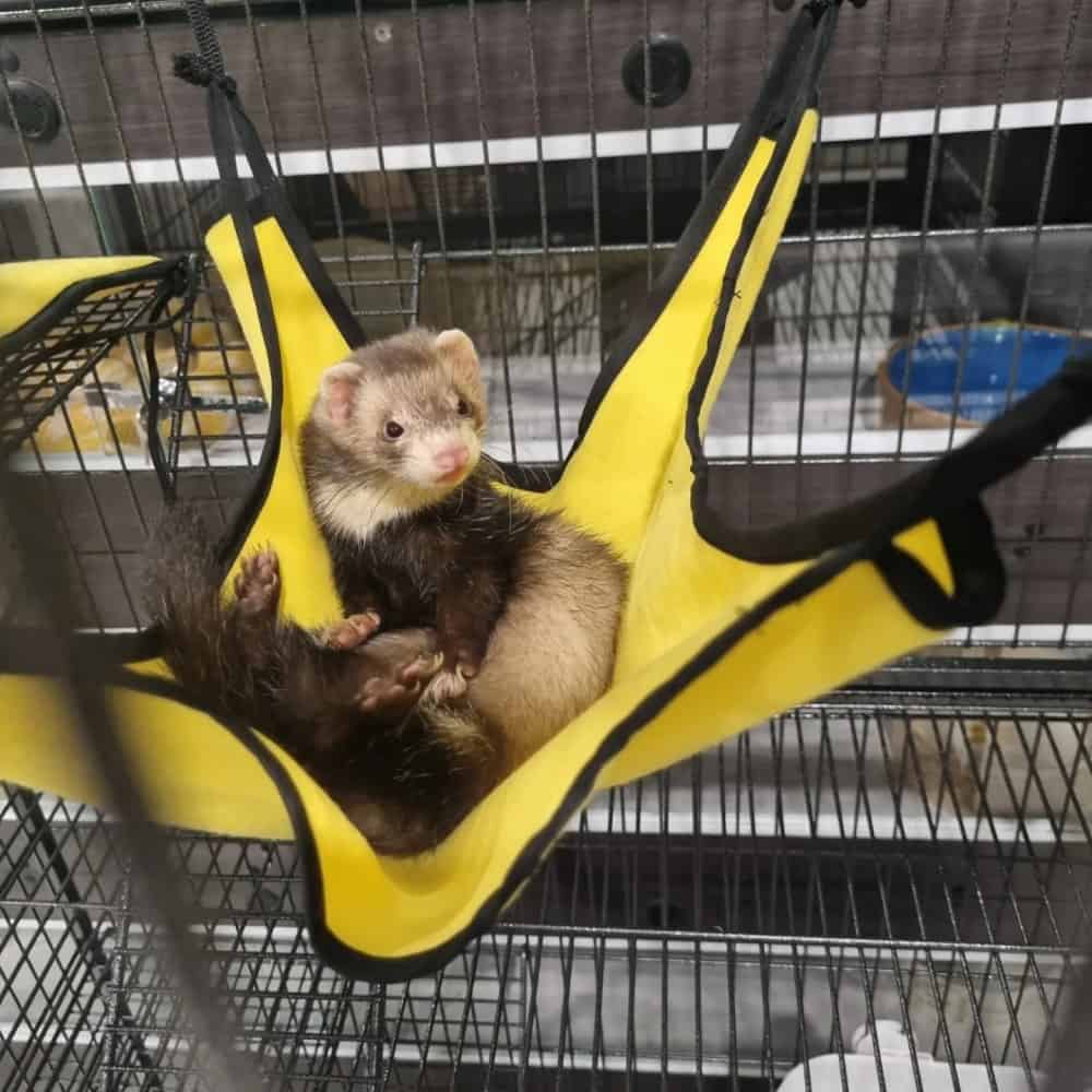 Customer photo - Tucker Ferret Cage