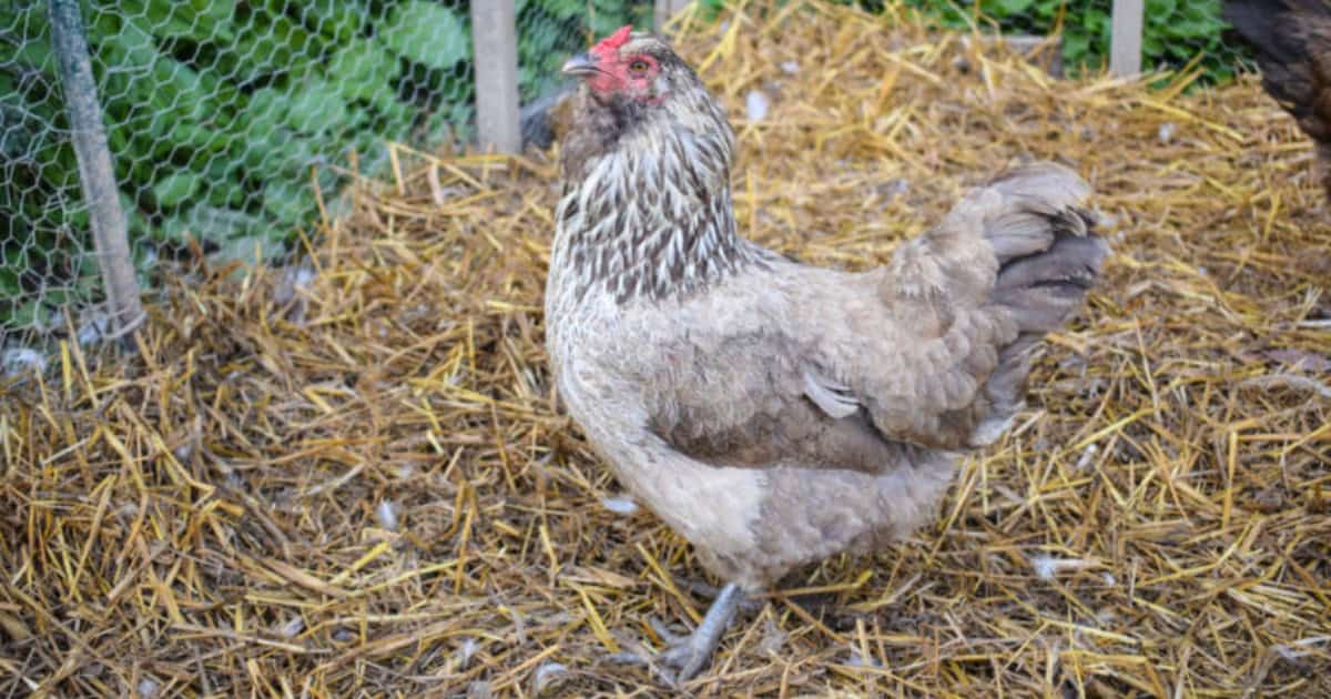 Ameraucana Chickens