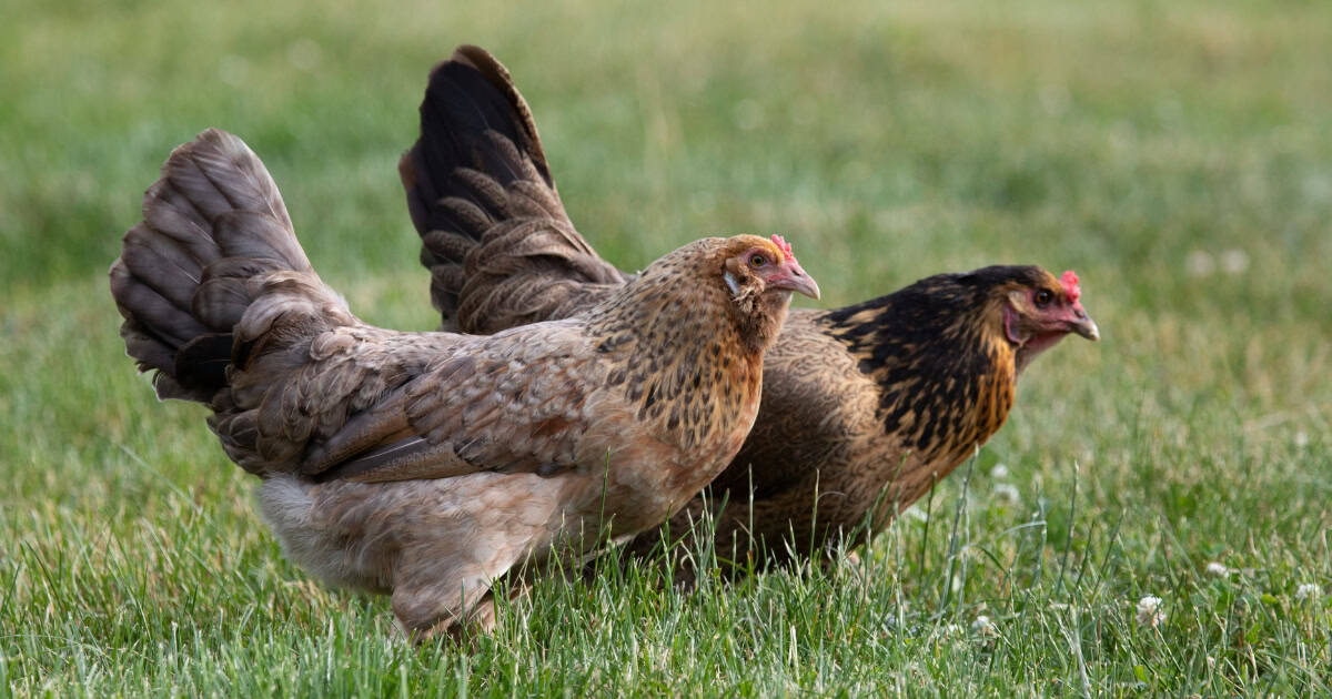 Ameraucana Chickens
