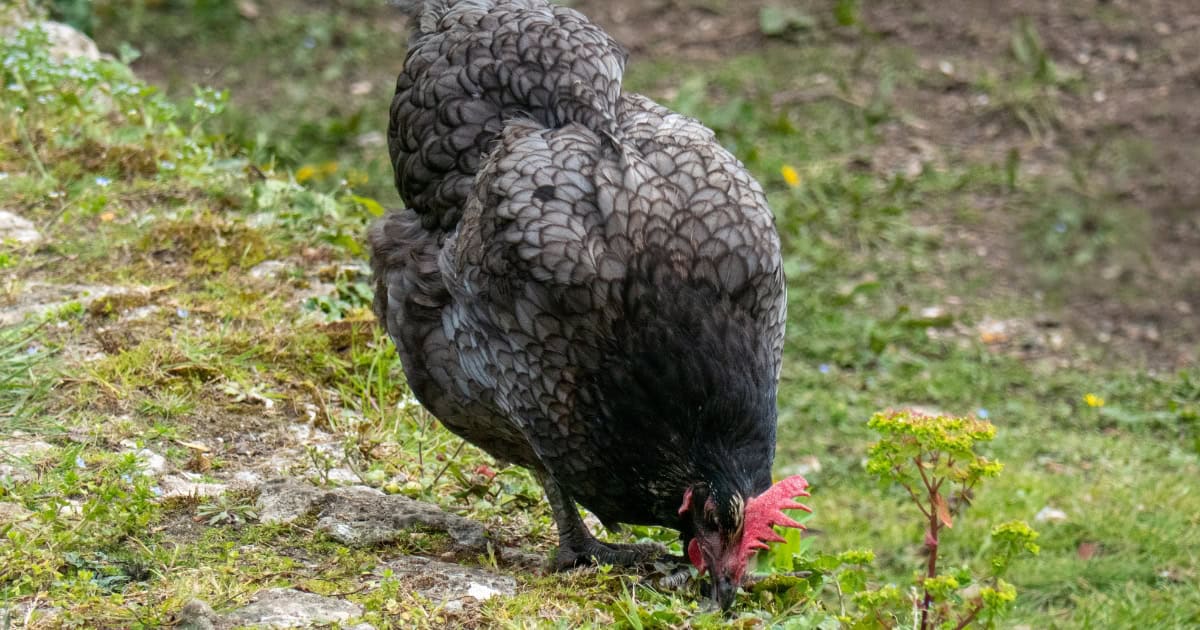 Australorp Chickens Popular for meat and egg laying Australorp Chickens Popular for meat and egg laying