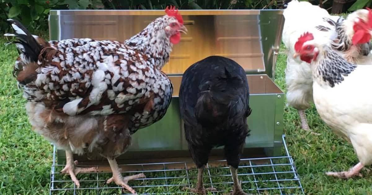 Automatic Chicken Feeder by Somerzby Automatic Chicken Feeder by Somerzby