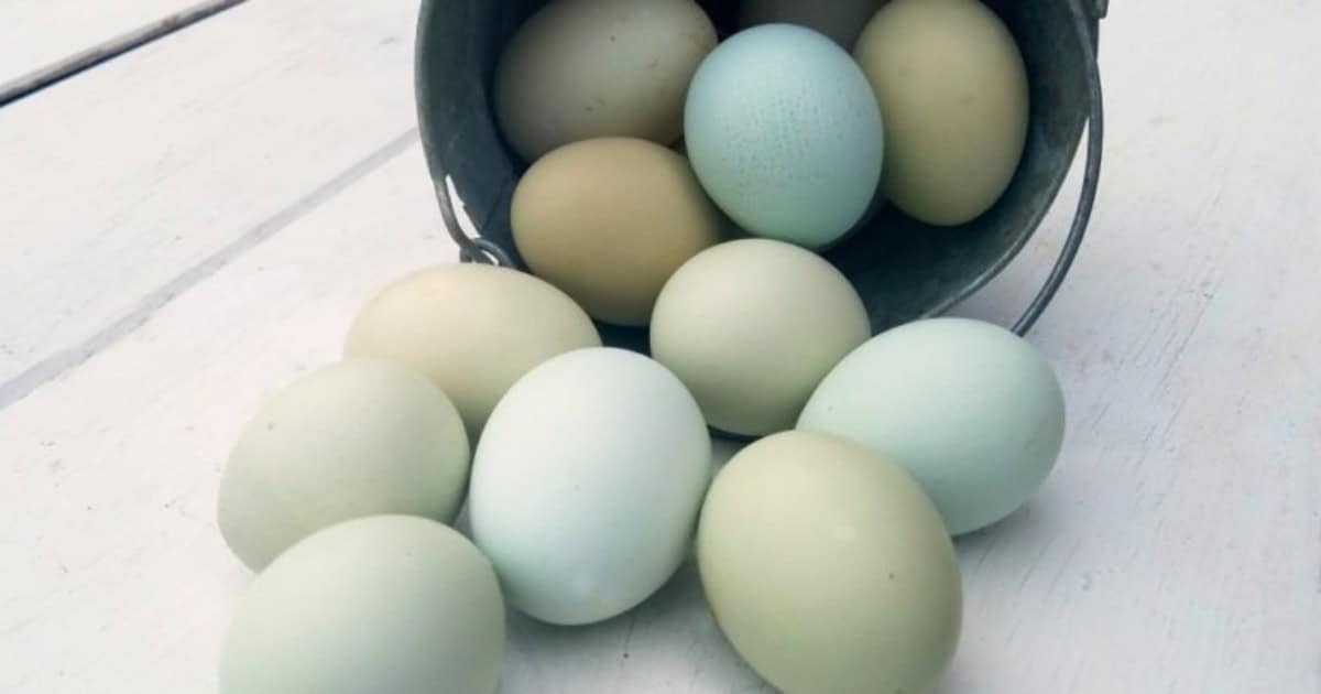 Chickens that lay blue eggs Chickens that lay blue eggs