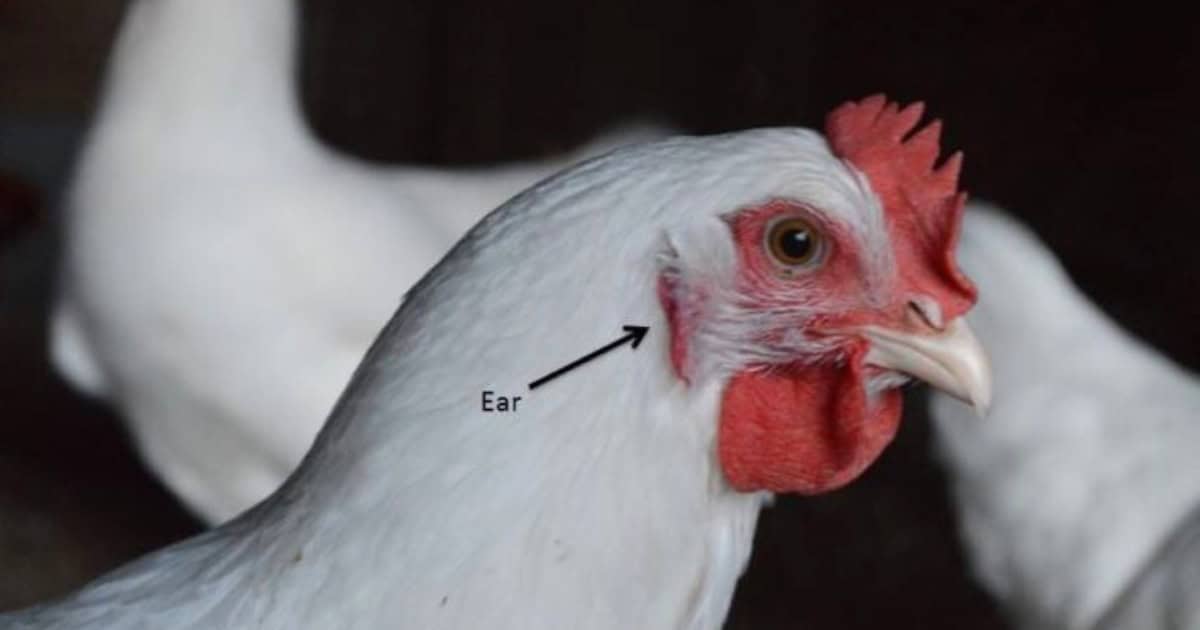 Chickens with red ear lobes are most likely to lay brown eggs Chickens with red ear lobes are most likely to lay brown eggs