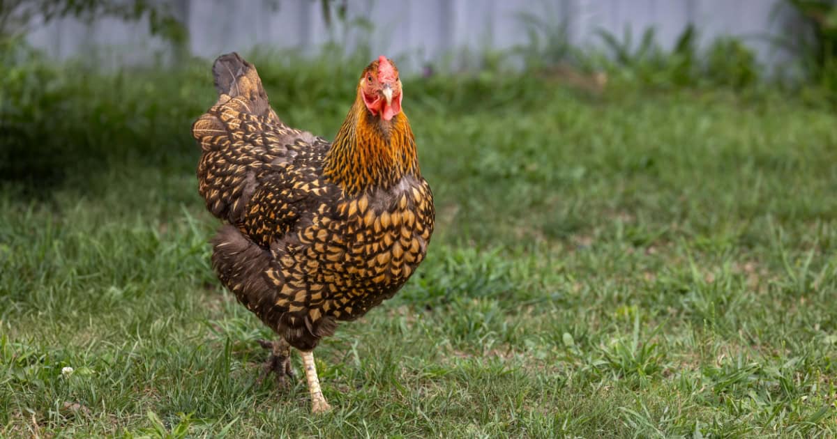 Golden Laced Wyandottes