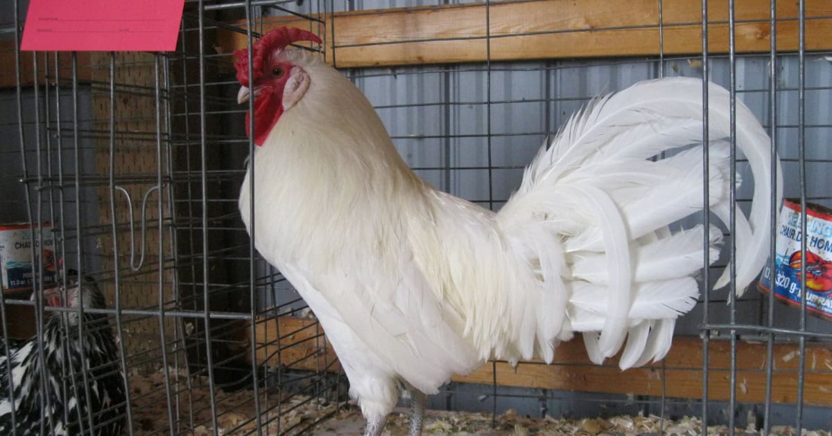 White Hamburg Chickens for white eggs White Hamburg Chickens for white eggs