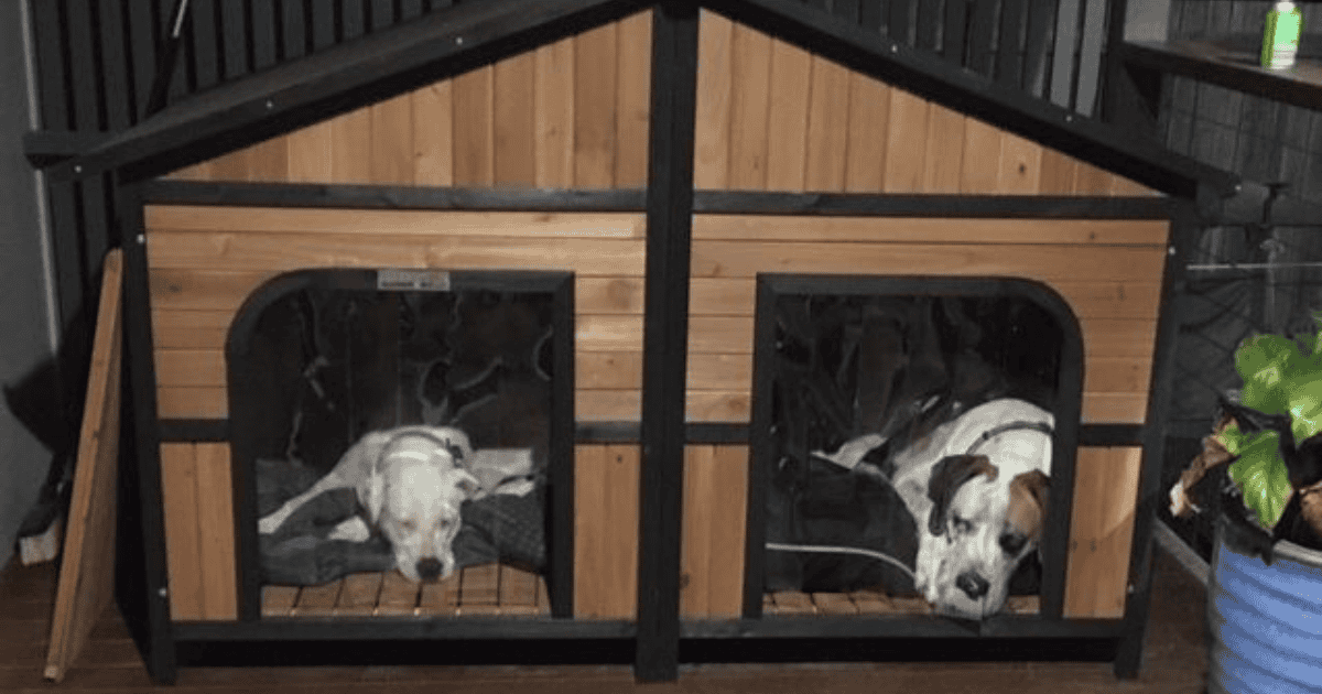 Two large dogs sleeping contently in a two door wooden dog kennel.