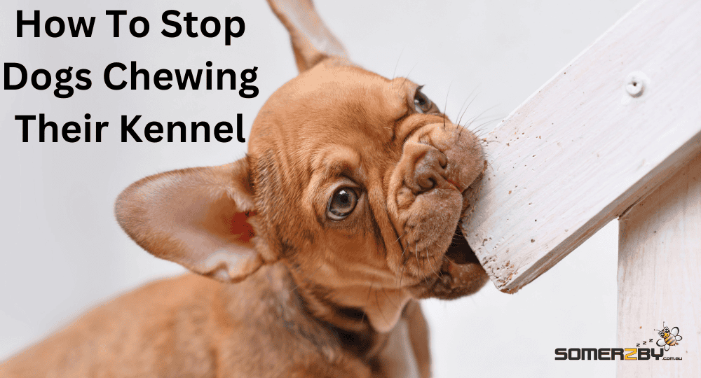 A brown french bulldog chewing the edge of a white timber kennel.