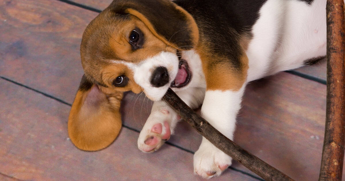 Should I Be Worried if My Dog Chews Wood
