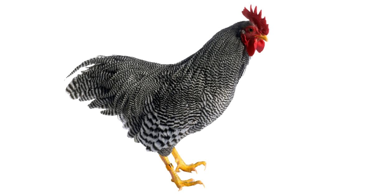 Barred Plymouth Rock