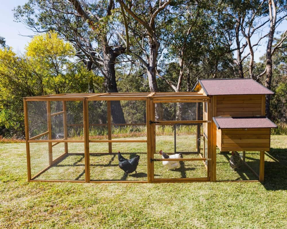 Estate and Run Chicken Package