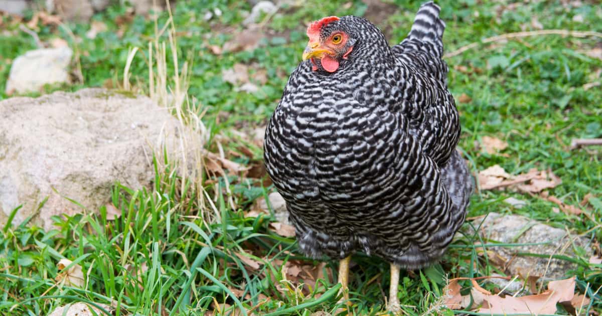 History of the Plymouth Rocks hen